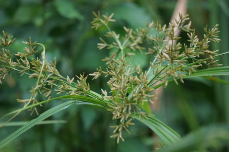 Cyperus rotundus (coco-grass, Java grass, nut grass, purple nut sedge, purple nutsedge, red nut...
