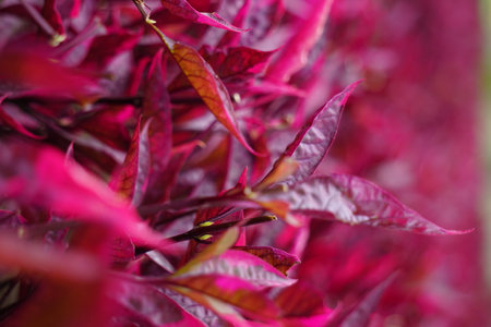 Red Aerva sanguinolenta (L.) Blume with a natural backgroundの写真素材