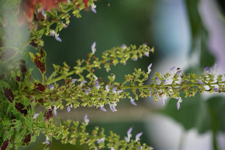 Plectranthus scutellarioides, or coleus or Miyana or Miana leaves or in latin Coleus...