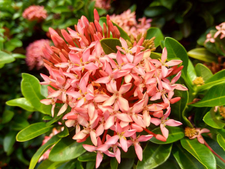 West Indian jasmine (also called ixora, jungle flame, jungle geranium, cruz de Malta) with a natural...
