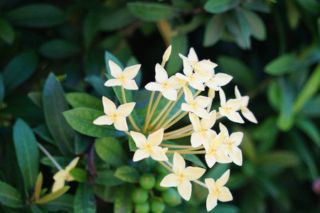 West Indian jasmine (also called ixora, jungle flame, jungle geranium, cruz de Malta) with a natural...