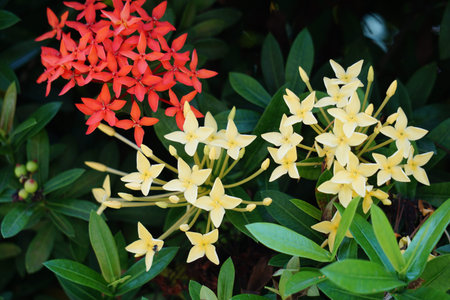 West Indian jasmine (also called ixora, jungle flame, jungle geranium, cruz de Malta) with a natural...
