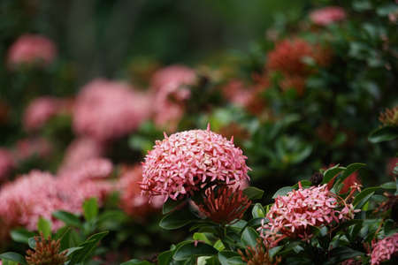West Indian jasmine (also called ixora, jungle flame, jungle geranium, cruz de Malta) with a natural backgroundの写真素材
