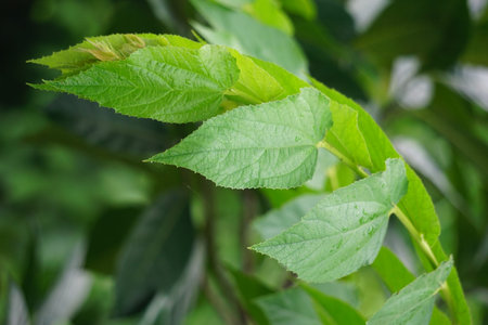 Muntingia calabura leaves (Kersen, , capulin blanco, cacaniqua, nigua, niguito, Jamaican cherry)....