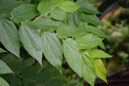 Muntingia calabura leaves (Kersen, , capulin blanco, cacaniqua, nigua, niguito, Jamaican cherry)....