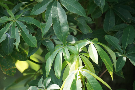 Ceiba pentandra (cotton, Java kapok, silk cotton, samauma) with a natural background. Indonesian...