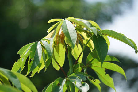 Ceiba pentandra (cotton, Java kapok, silk cotton, samauma) with a natural background. Indonesian used this plant as bedの写真素材