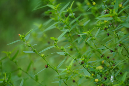 Sida acuta (aslo called common wireweed, sidaguri,sidogori) with natural background. This plant species of flowering plant in the mallow family, Malvaceae. Sida acuta is consideredの写真素材