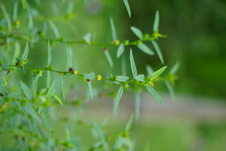 Sida acuta (aslo called common wireweed, sidaguri,sidogori) with natural background. This plant species of flowering plant in the mallow family, Malvaceae. Sida acuta is consideredの写真素材
