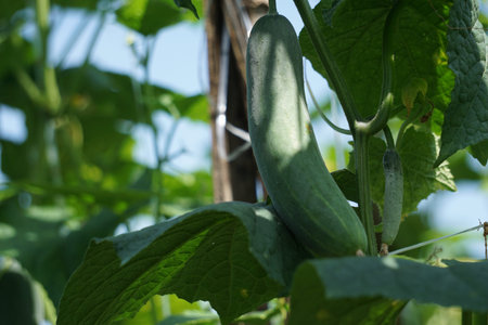 Cucumber (Cucumis sativus, timun, mentimun, ketimun) on the tree. Cucumbers grown to eat fresh are...