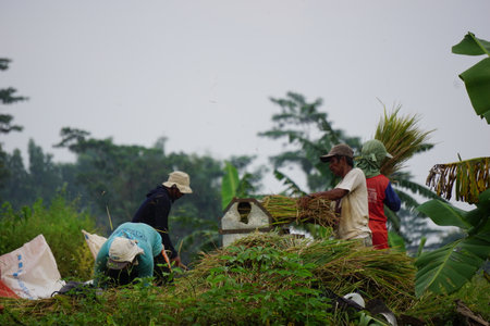The farmer harvesting rice in traditional ways in a rice fieldのeditorial素材