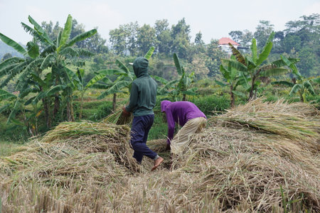 The farmer harvesting rice in traditional ways in a rice fieldのeditorial素材