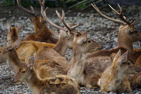 A group of deer in natureの写真素材