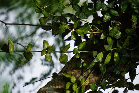 Hoya lacunosa is a species of plant in the genus Hoya native to Southeast Asia. Like most Hoya, it...