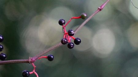 Parthenocissus quinquefolia (Virginia creeper, Victoria creeper, five-leaved ivy, five-finger, woodbine). It is frequently seen covering telephone poles or treesの写真素材