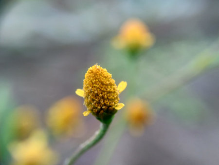 Acmella paniculata (Jotang, getang, gulang, egetan, srunen, seruni sapi). The bulbs of this plant are used to treat toothache and mouth ulcersの写真素材