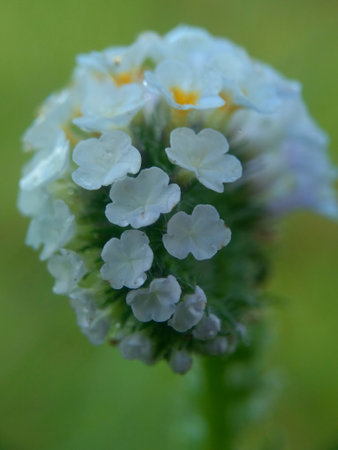 Heliotropium indicum with a natural background. Also called Sangketan, buntut tikus, Indian heliotrope, Indian Turnsole, Heliophytum indicum, Heliotropium parviflorum.の写真素材