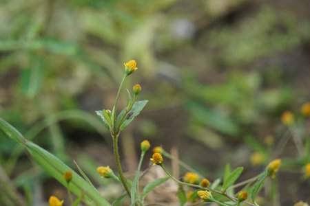 Acmella paniculata (Jotang, getang, gulang, egetan, srunen, seruni sapi). The bulbs of this plant are used to treat toothache and mouth ulcersの写真素材