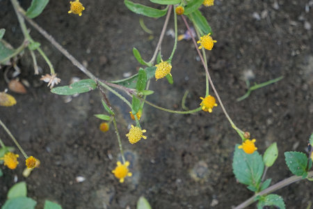 Acmella paniculata (Jotang, getang, gulang, egetan, srunen, seruni sapi). The bulbs of this plant are used to treat toothache and mouth ulcersの写真素材