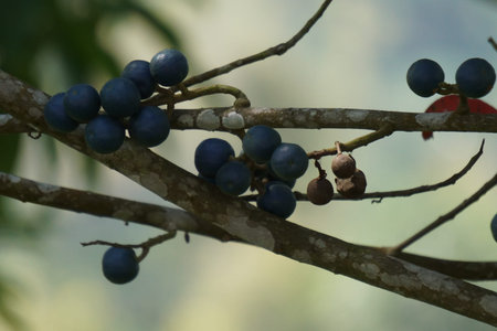Elaeocarpus ganitrus (Jenitri, Ganitri, ganiter atau ganitris, kimkungtsi).The fruit is purple in color with quite large seeds and is usually used as beads in jewelryの写真素材