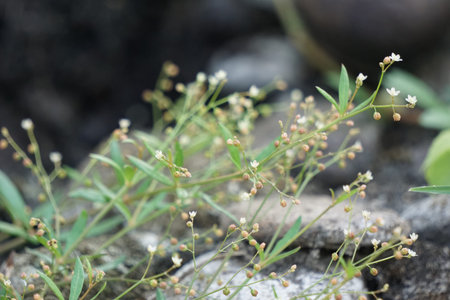 Houstonia longifolia (long-leaved bluet, longleaf summer bluet).  This plant is a perennial plant in...