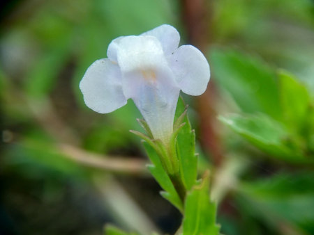 Lindernia crustacea (Malaysian false pimpernel). This plant selected for phytochemical investigation...