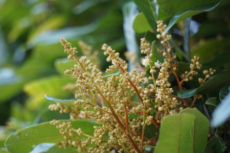 Dimocarpus longan flower (also called longan, Lengkeng, kelengkeng, mata kucing, longan, Dimocarpus longan) leaves on the natureの写真素材