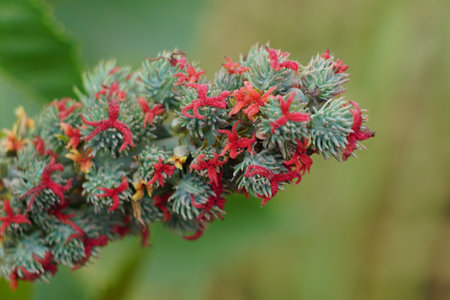 Eranda (Also called Ricinus communis, jarak, poison nut, bubble bush, castor oil plant, hedge castor oil plant) fruit on the treeの写真素材