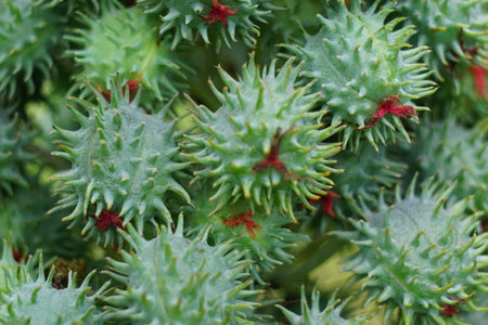 Eranda (Also called Ricinus communis, jarak, poison nut, bubble bush, castor oil plant, hedge castor oil plant) fruit on the treeの写真素材
