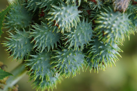 Eranda (Also called Ricinus communis, jarak, poison nut, bubble bush, castor oil plant, hedge castor oil plant) fruit on the treeの写真素材