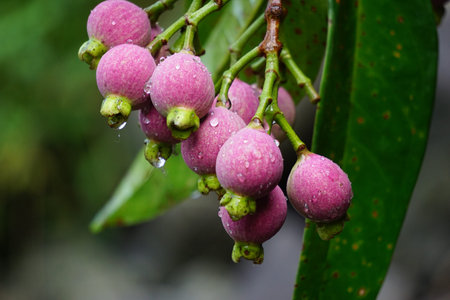 Syzygium Pycnanthum (Syzygium foxworthianum, Wild Rose Apple, Eugenia densiflora, Jambosa densiflora, Myrtus densiflora). It is a tree and grows primarily in the wet tropical biomeの写真素材