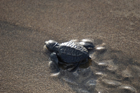 Little baby sea turtle coming out of the water on the beach.