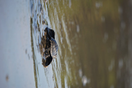 Baby turtle walking on the beachの写真素材