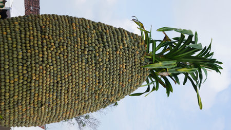 Pineapple tree (Ananas comosus) with a natural background. Exotic tropical fruit. Indonesian call it...