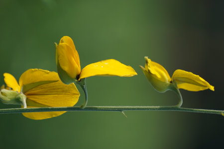 Crotalaria juncea (orok-orok, lambau, sun hemp, sunn hemp, brown hemp). This plant is usually used for fertilizer and has the potential to be bio-fuelの写真素材