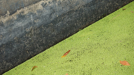 Lemna minor (Mata Lele, thallus, common duckweed, lesser duckweed). Lemna minor is very suitable for bioethanol productionの写真素材