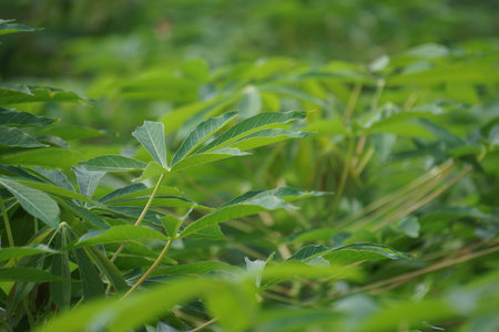 Cassava leaves on the tree. Indonesian call it singkong or ketelaの写真素材