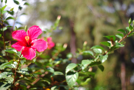flowersの写真素材