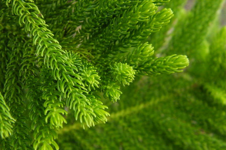 Green Tree background