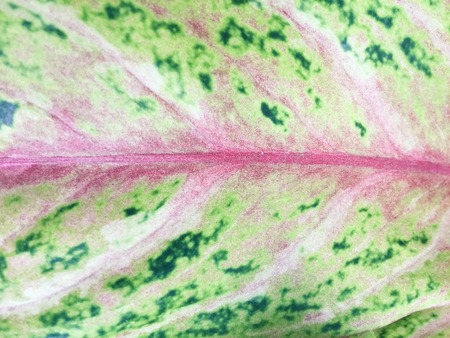 Colorful foliage backgroundの写真素材