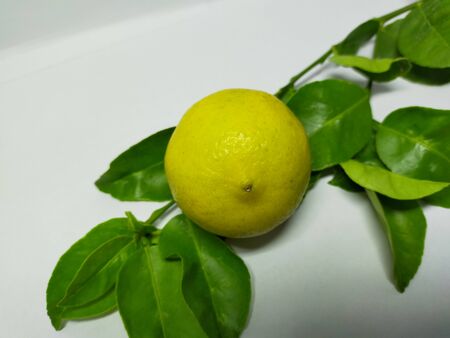 Close up Lime isolated on a white backgroundの写真素材