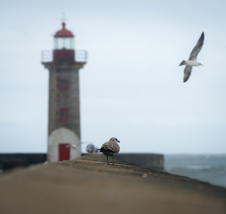 Seagulls at the Lighthouse Lady of the Light, Portoの写真素材