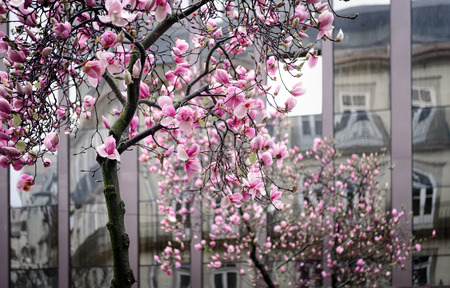 Blooming magnolia tree branches against the reflection windows of a office buildingの写真素材