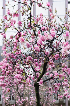Blooming magnolia tree branches against the reflection windows of a office buildingの写真素材