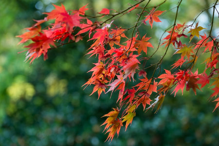 Red maple leaves in autumn on the white background