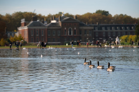 Group of wild geese swimming towards Kensington Palace, Kensington Garden, Londonの写真素材