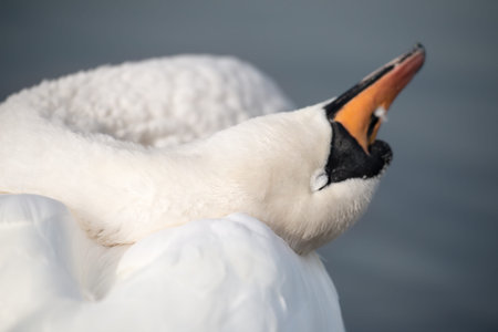 Swan at the morning cleaning, the Hyde park, Londonの写真素材