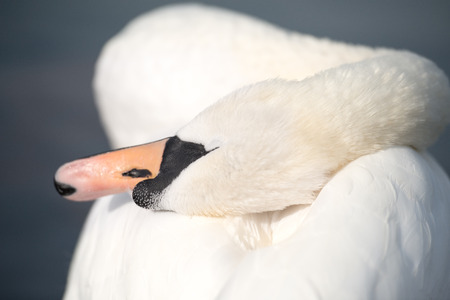 Swan at the morning cleaning, the Hyde park, Londonの写真素材