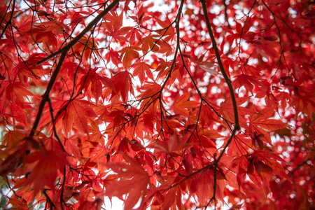 Red maple leaves in autumn on the white background