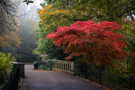 Red maple tree in the Waterlow Park, London in autumnの写真素材
